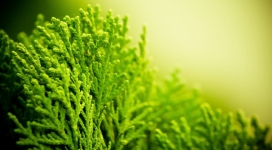 漂亮的绿色“海藻”草