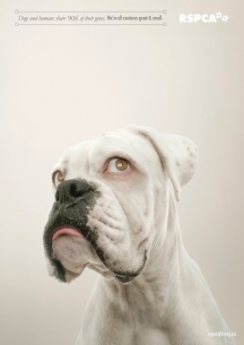 RSPCA Queensland公益平面广告