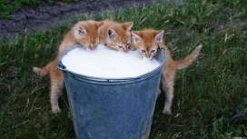 三只喝牛奶的猫