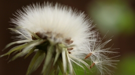 毛茸茸的絮状植物-类似蒲公英