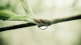 湿树枝上面的水滴