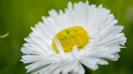 白花黄蕾甘菊壁纸