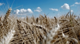 咖啡色的麦田壁纸