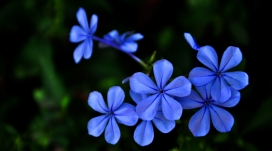 盛开的小兰花壁纸