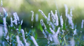 淡紫色灌木花卉