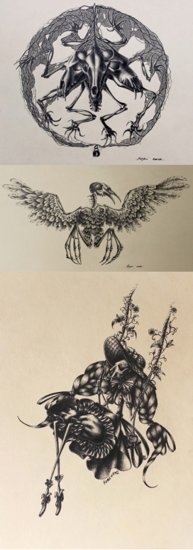 珍贵的头骨-动物头骨插画