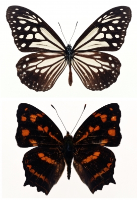 十张高清晰蝴蝶标本壁纸