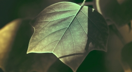 带纹理的树叶子