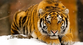 躺在雪地上的西伯利亚虎