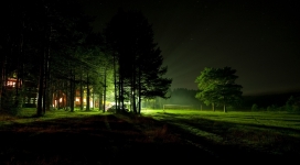 绿树树林的夜灯