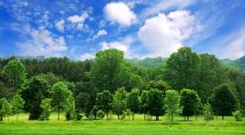 美丽的夏季绿色景观