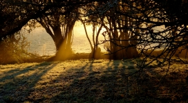 金色的阳光-透过树林的阳光