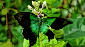 隐藏在绿树植物旁的绿色蝴蝶