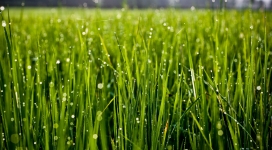 微距下的绿色夏草