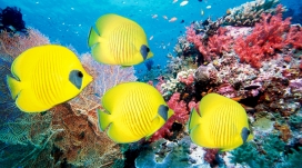 漂亮的黄色蝴蝶鱼壁纸