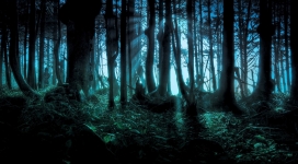 神秘的森林