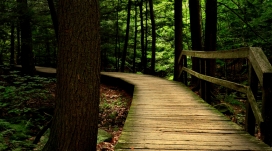 深林里面的木材桥梁小路