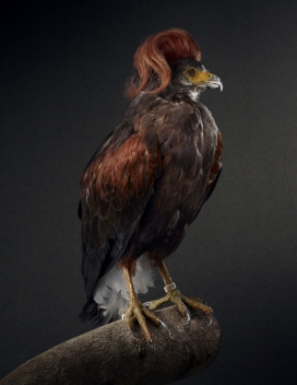 发型乐鸟一系列的鸟头戴长发的肖像