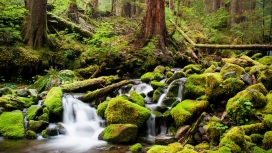 寂静岭-绿色森林瀑布壁纸