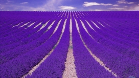 惊人的紫色薰衣草田