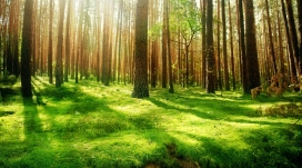 漂亮绿色树林的早晨