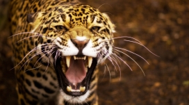 jaguar发怒张嘴狂叫的美洲虎