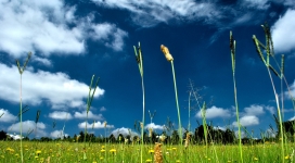 蓝天下的草丛中