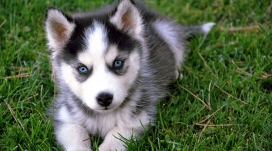 可爱的哈士奇小狗