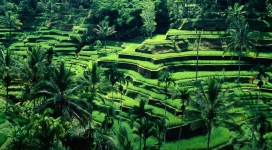 印度尼西亚巴厘绿色梯田美景