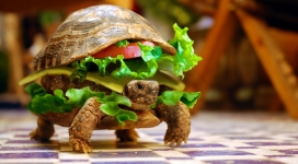 爬行的乌龟汉堡