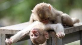 两只猴子宝宝在玩耍