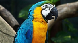 五颜六色的鹦鹉