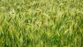 绿色小麦田壁纸