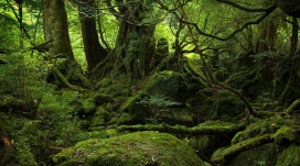热带雨林中的苔藓