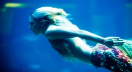 游泳的美人鱼