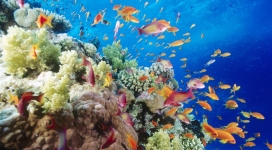 红海珊瑚礁海洋群鱼