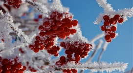 冬季被雪裹着的浆果