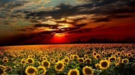 阳光明媚下的向日葵