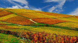 秋季葡萄园花场