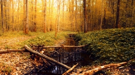 秋季森林的小死水池塘