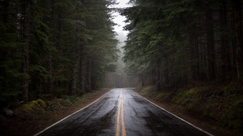 两岸树林的雨后公路