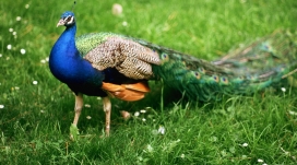 绿地上的蓝孔雀