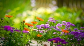 五彩花丛中忙碌的蜜蜂