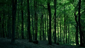 绿色森林树