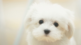 可爱的马耳他白色宠物狗