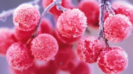 冻红的杨梅水果