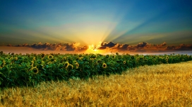 惊人的向日葵霞光美景