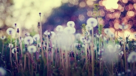 唯美镜头的植物花