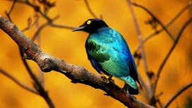 丰富多彩的蓝光鸟