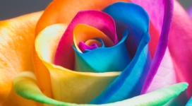 彩虹玫瑰